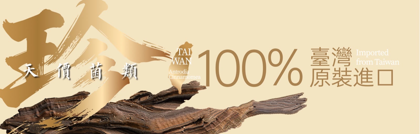 天價菌類 · 100% 臺灣原裝進口 Antrodia Cinnamomea Imported from Taiwan